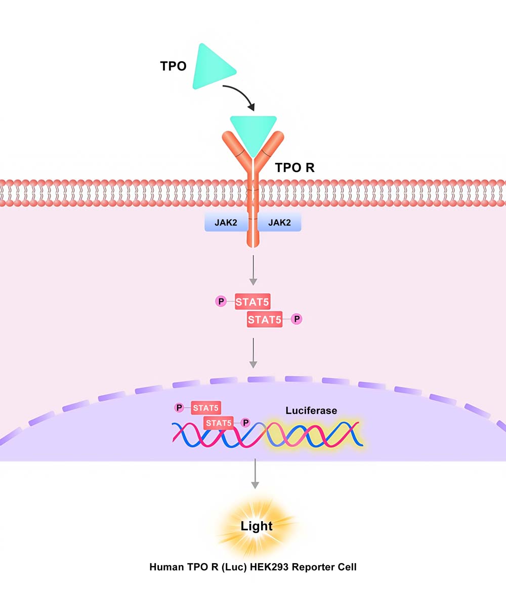 TPO R Assay Principles