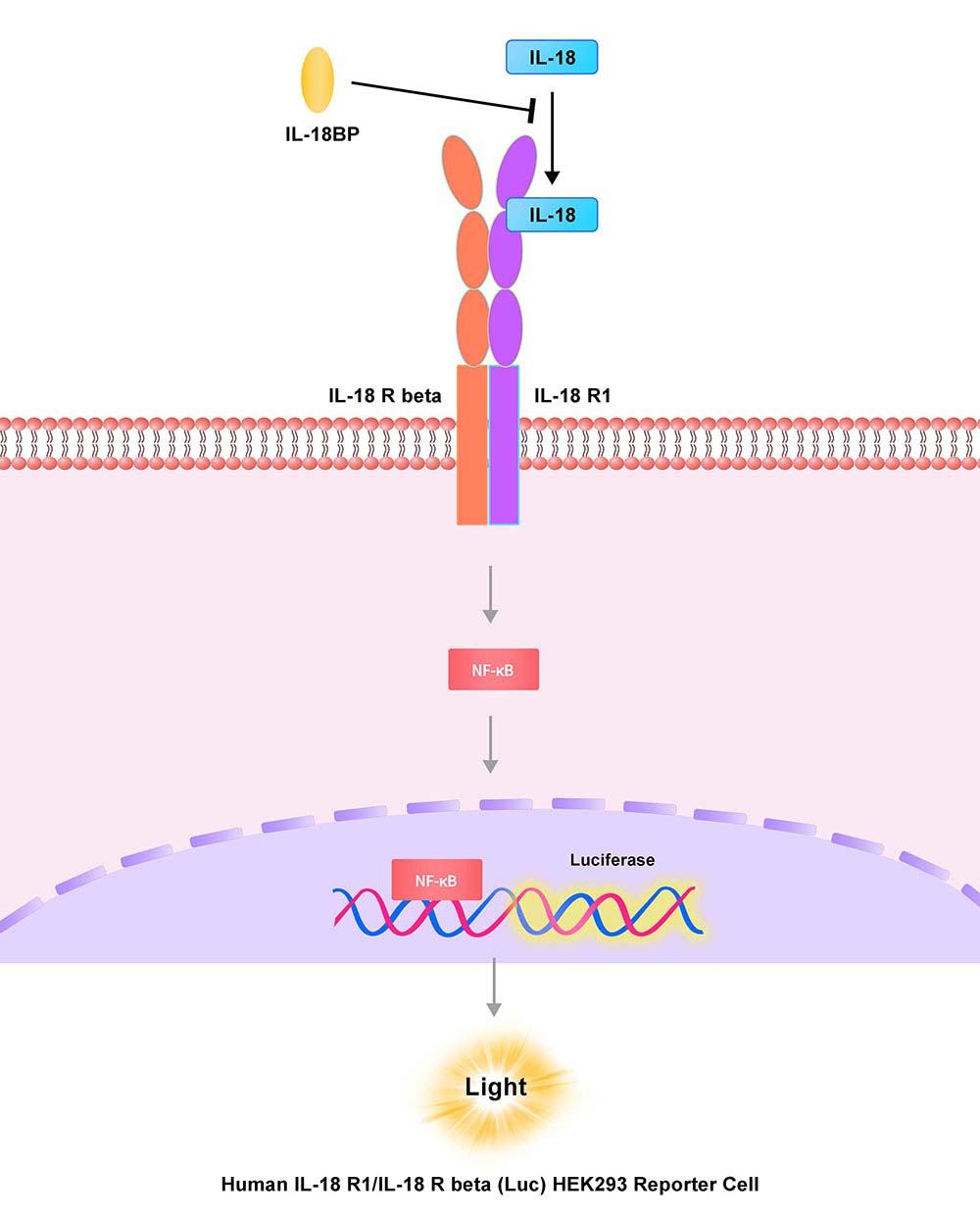 IL-18 R1 & IL-18 R beta Assay Principles
