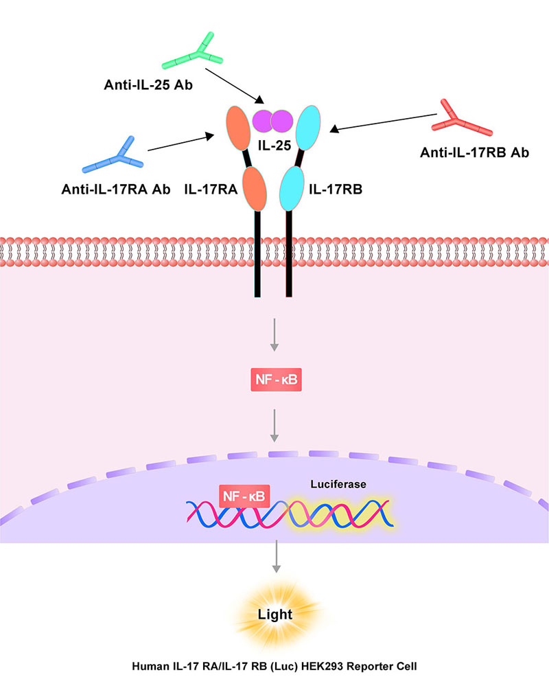 IL-17 RA / IL-17 RB Assay Principles