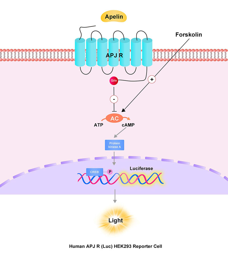 APJ R Assay Principles