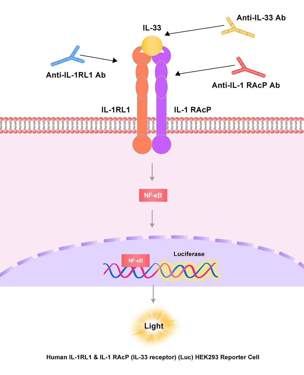 IL-1RL1 & IL-1 RAcP Assay Principles