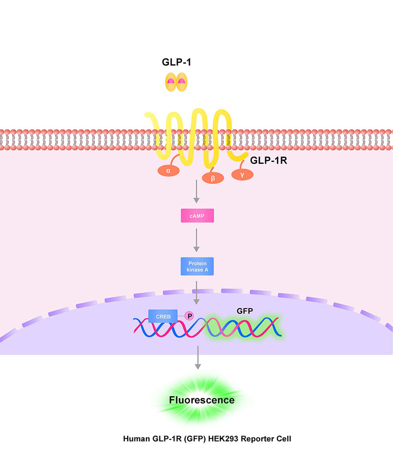 GLP1R Assay Principles
