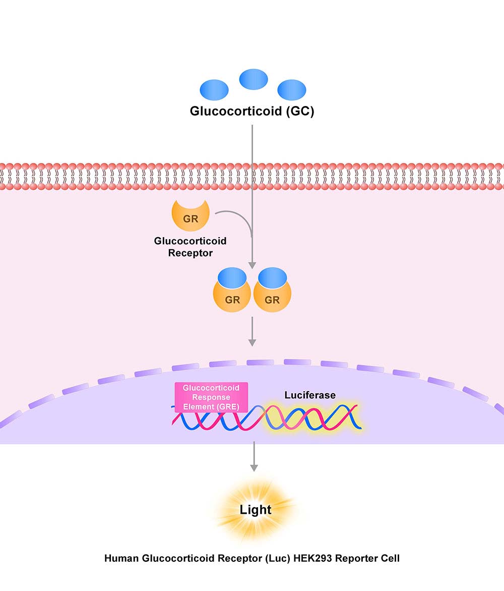 Glucocorticoid Assay Principles