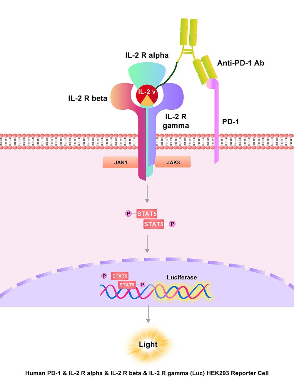 PD-1 & IL-2 R beta & IL-2 R gamma & IL-2 R alpha Assay Principles