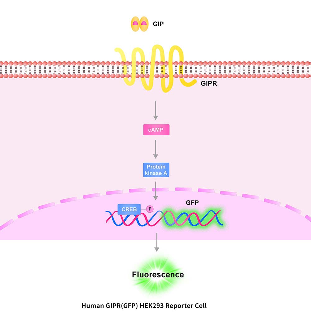 GIPR Assay Principles