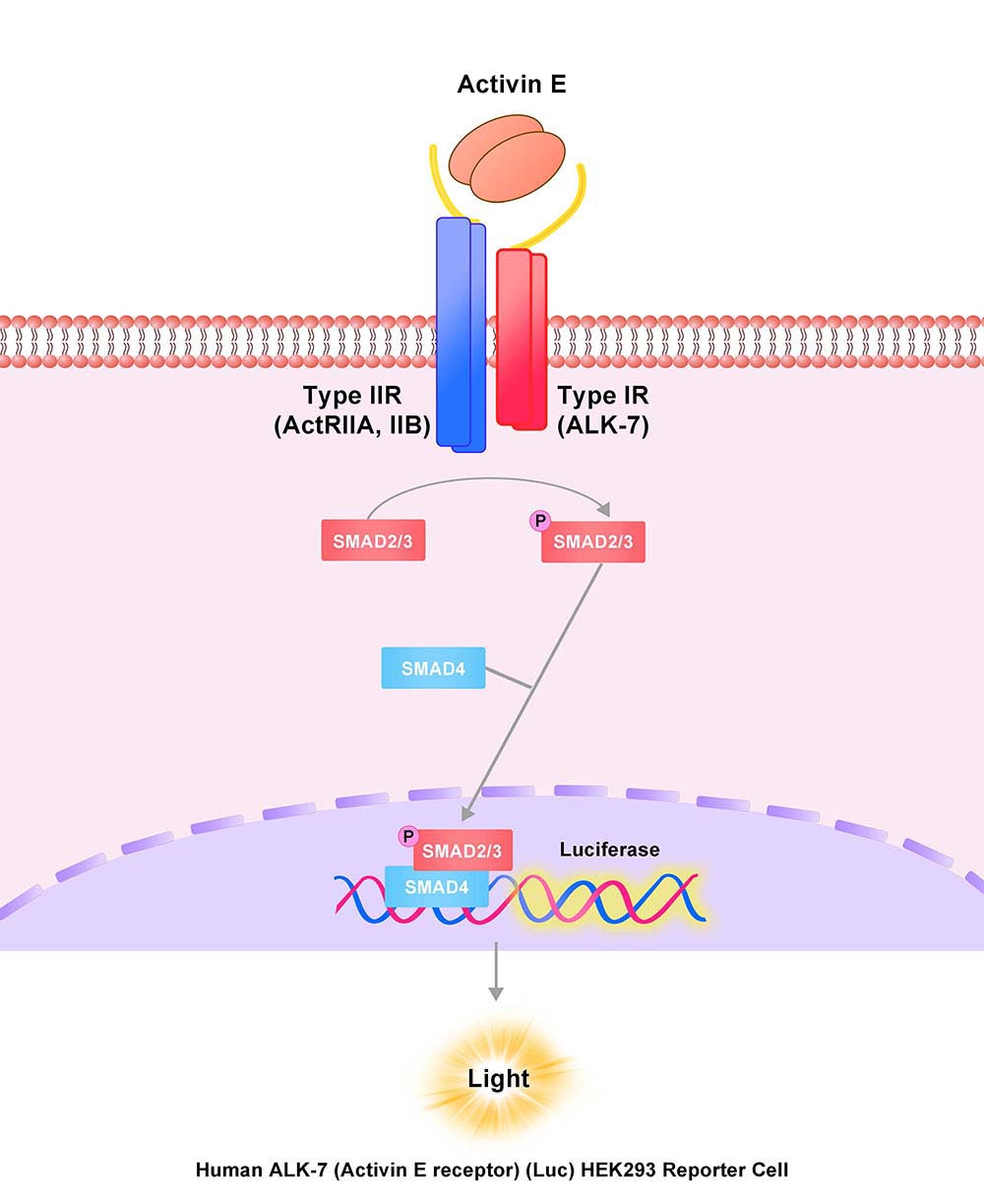 ALK-7 Assay Principles