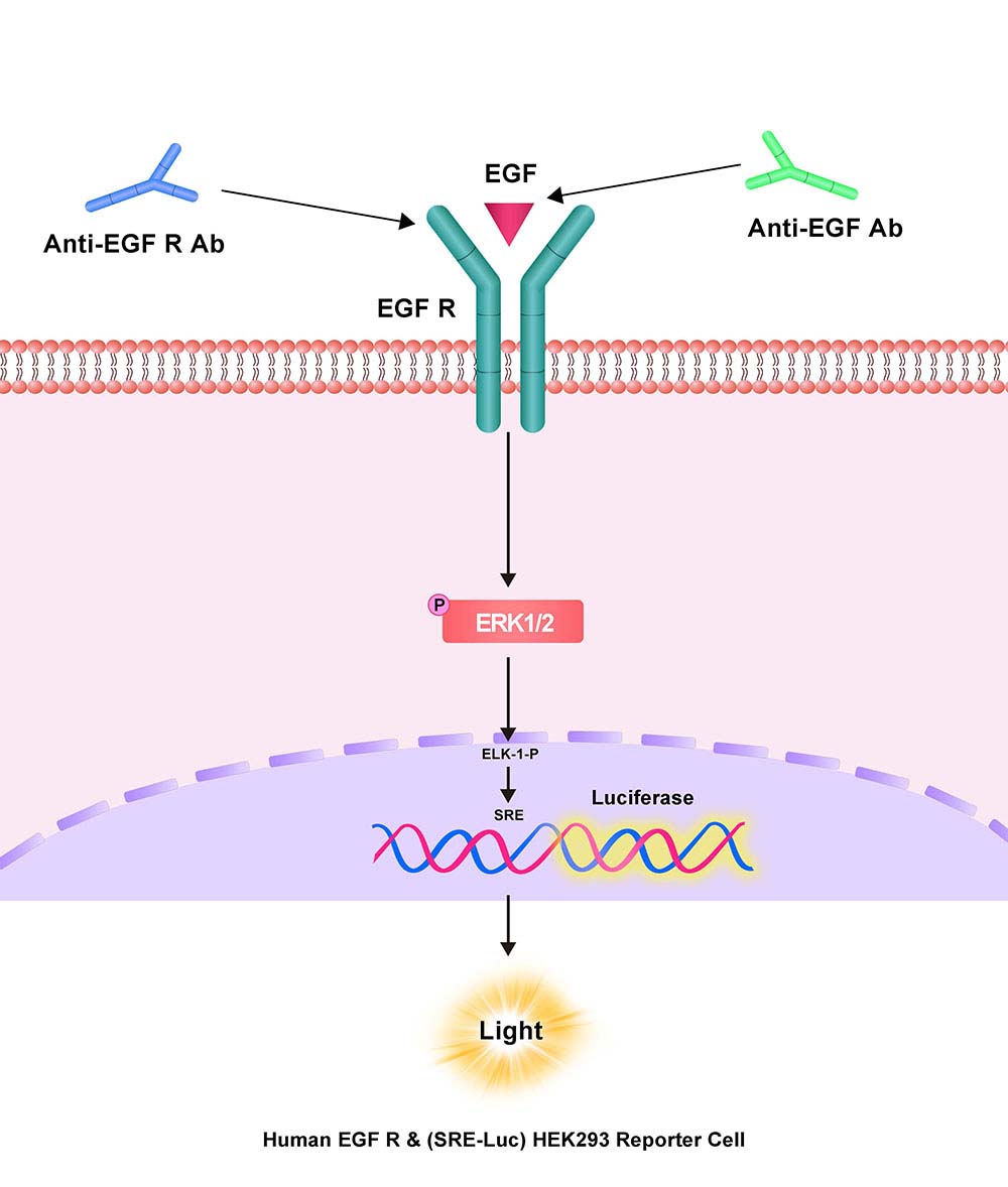 EGFR Assay Principles