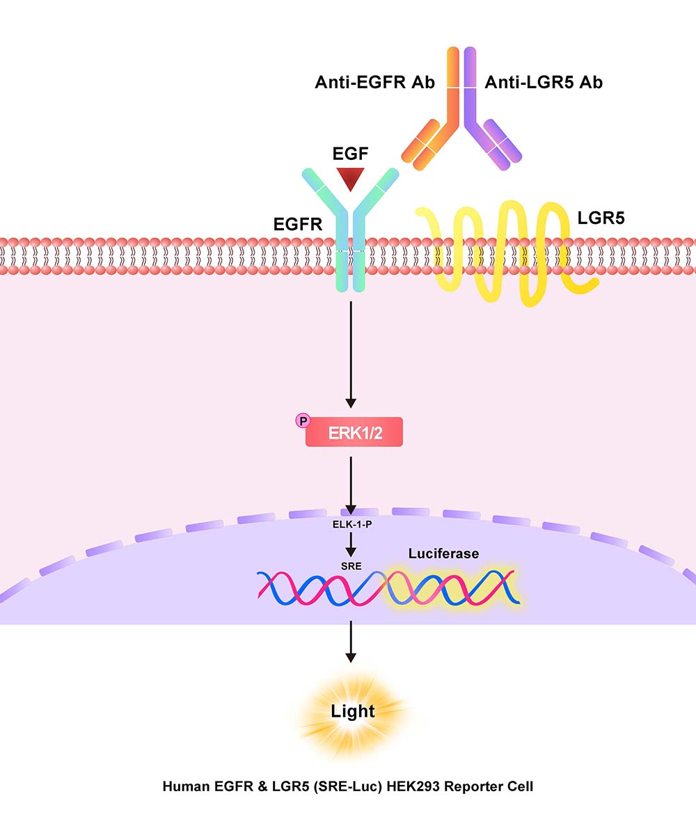 EGFR & LGR5 Assay Principles
