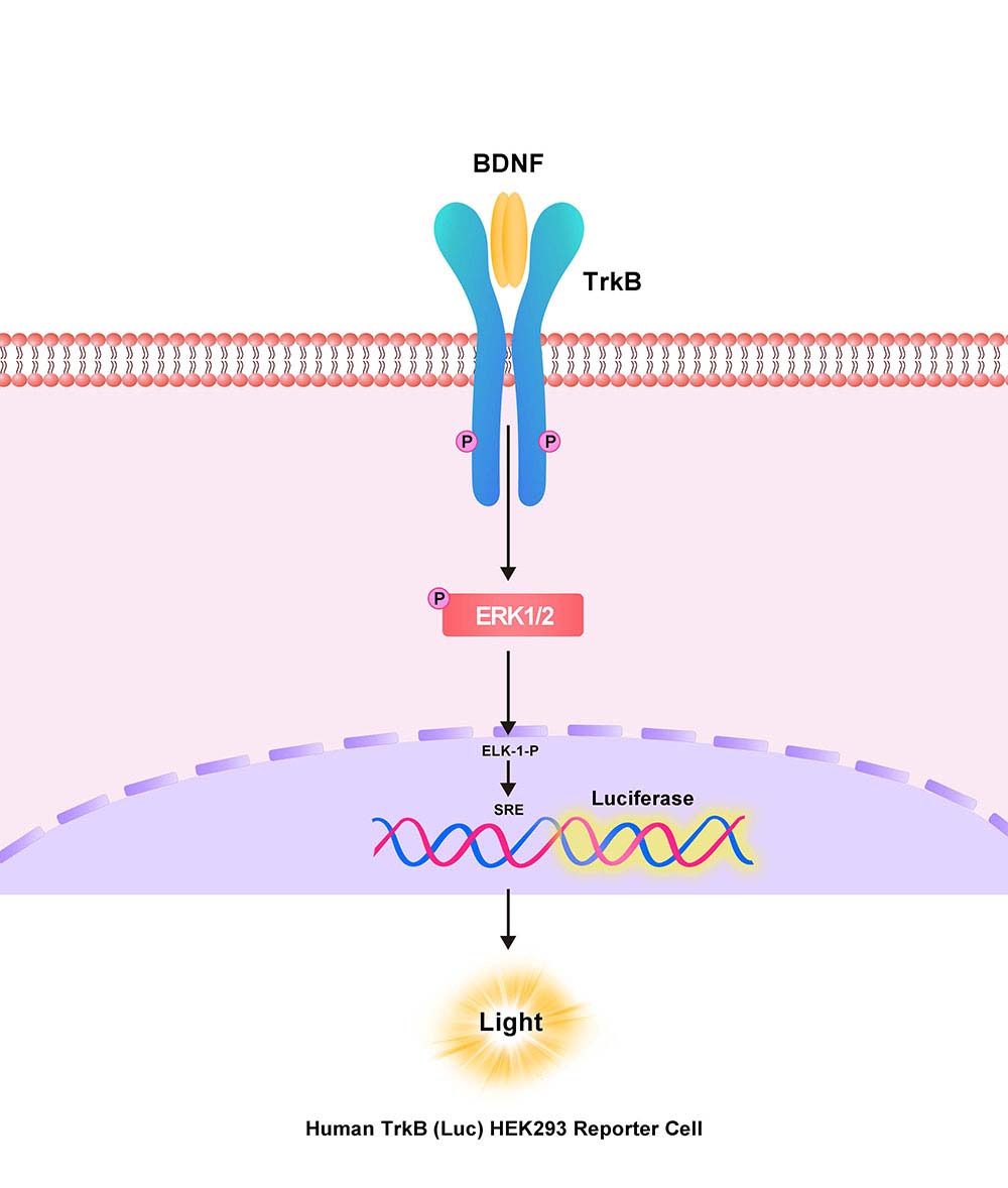 TrkB Assay Principles