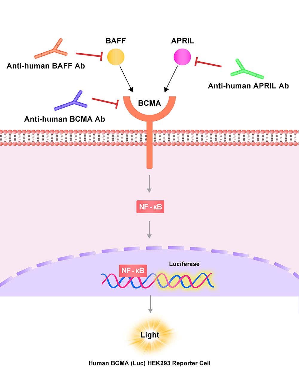 BCMA Assay Principles
