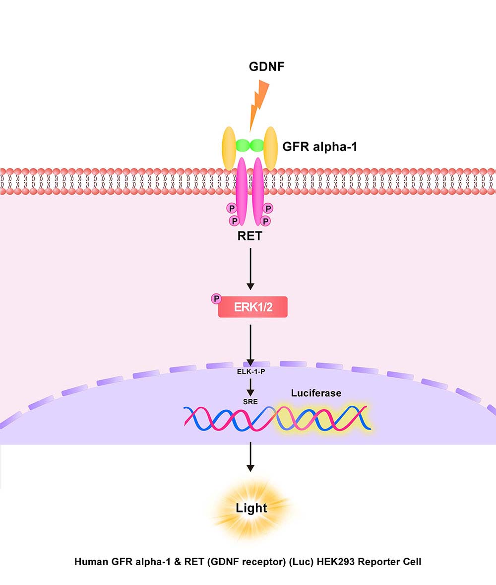 GFR alpha-1 & RET Assay Principles