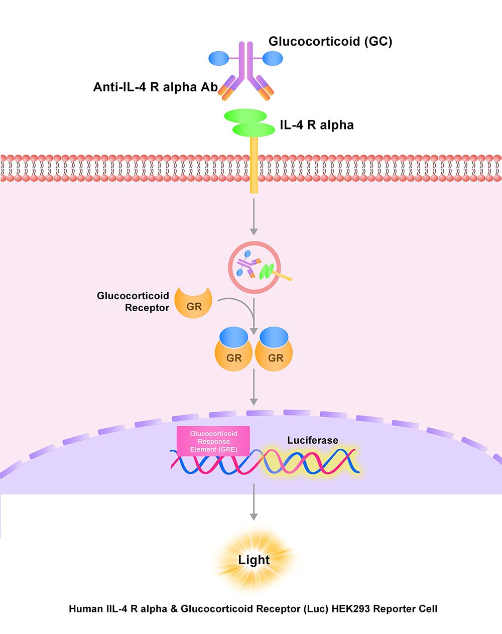 IL-4 R alpha Assay Principles