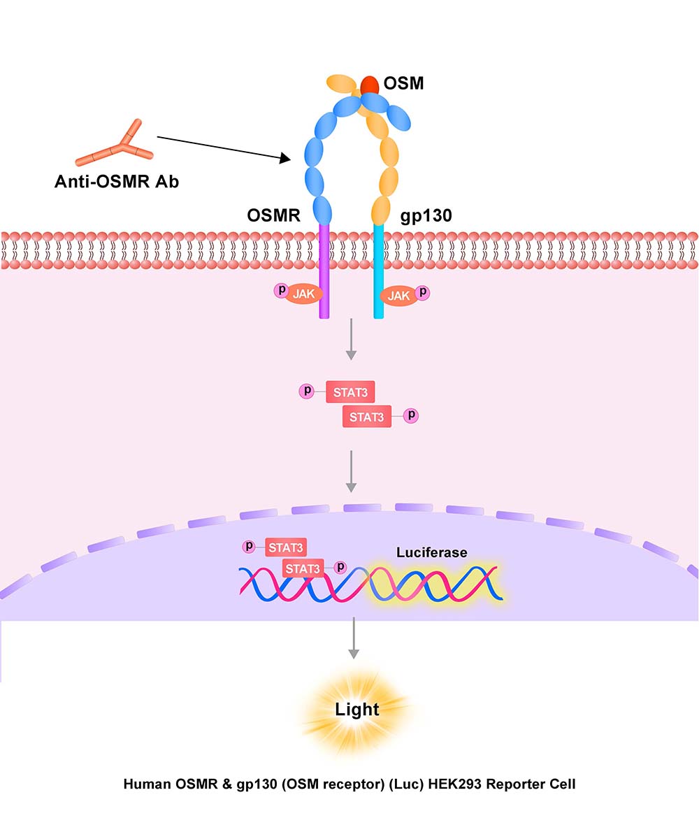 OSMR & GP130 Assay Principles