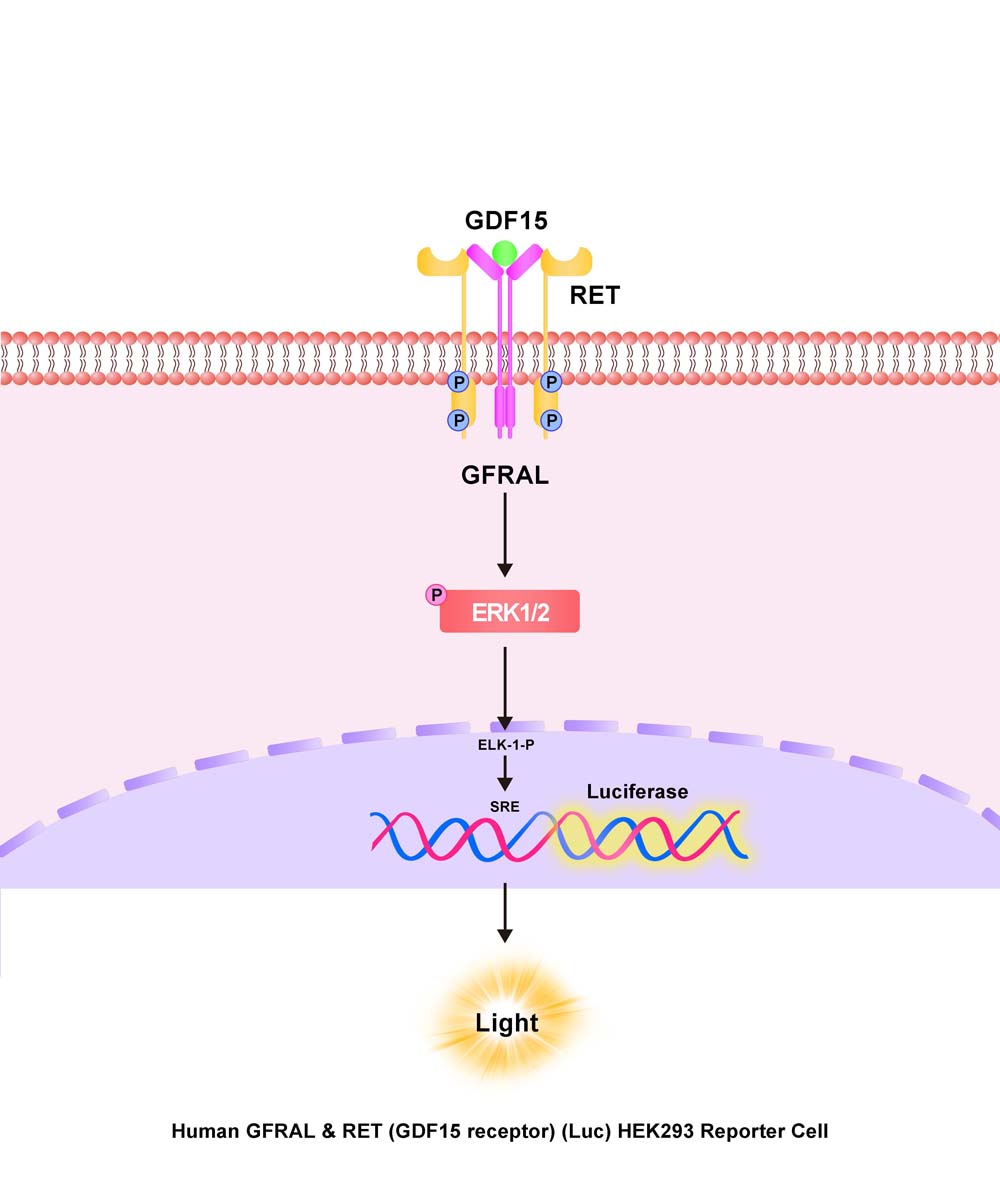 GFRAL & RET Assay Principles