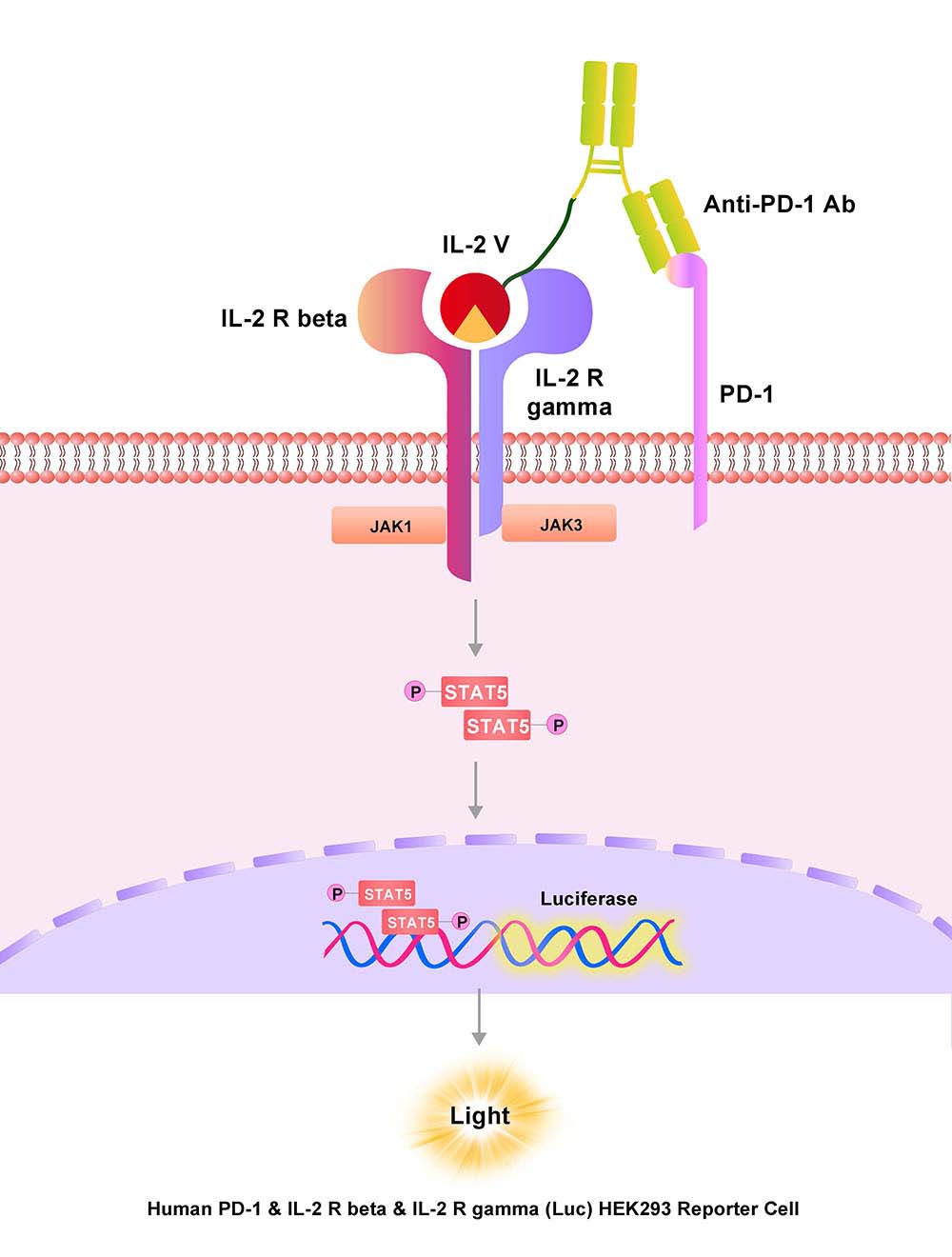 PD-1 & IL-2 R beta & IL-2 R gamma Assay Principles