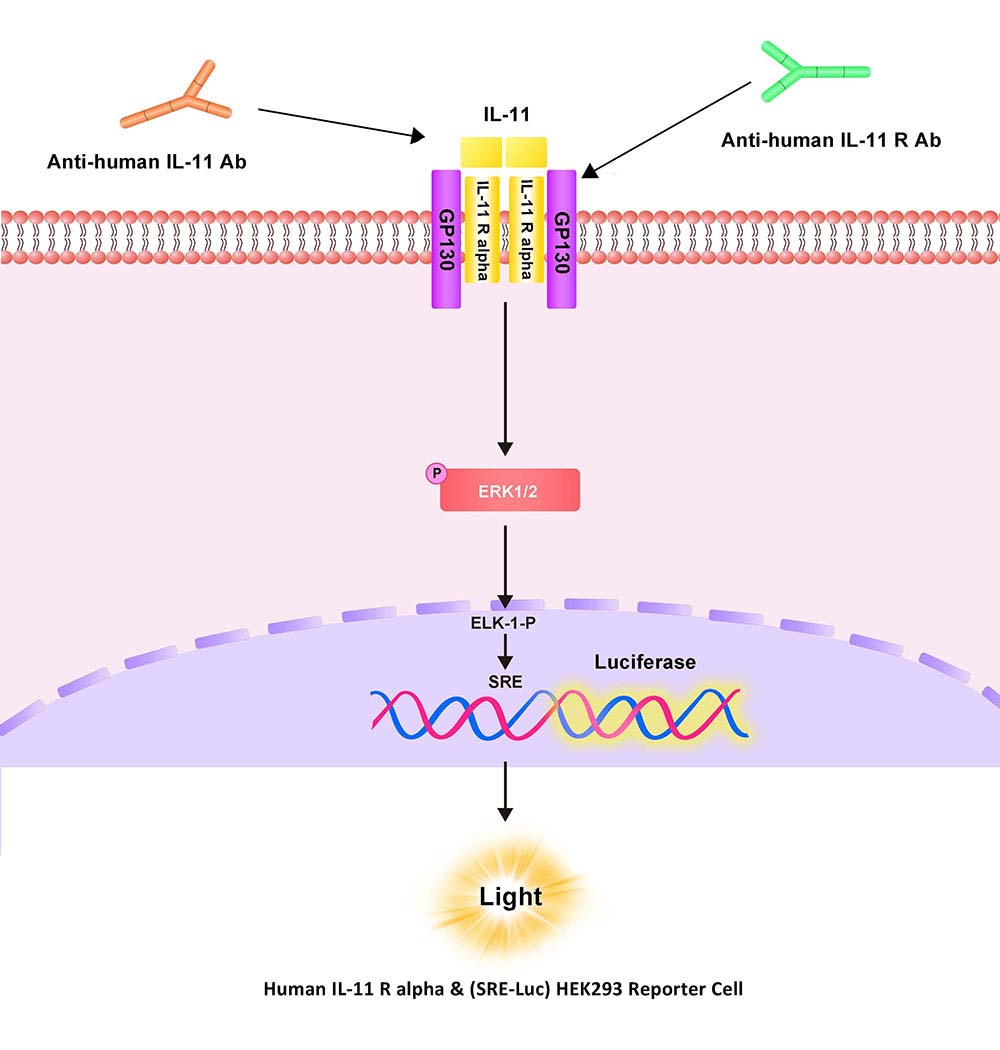 IL-11 R Assay Principles