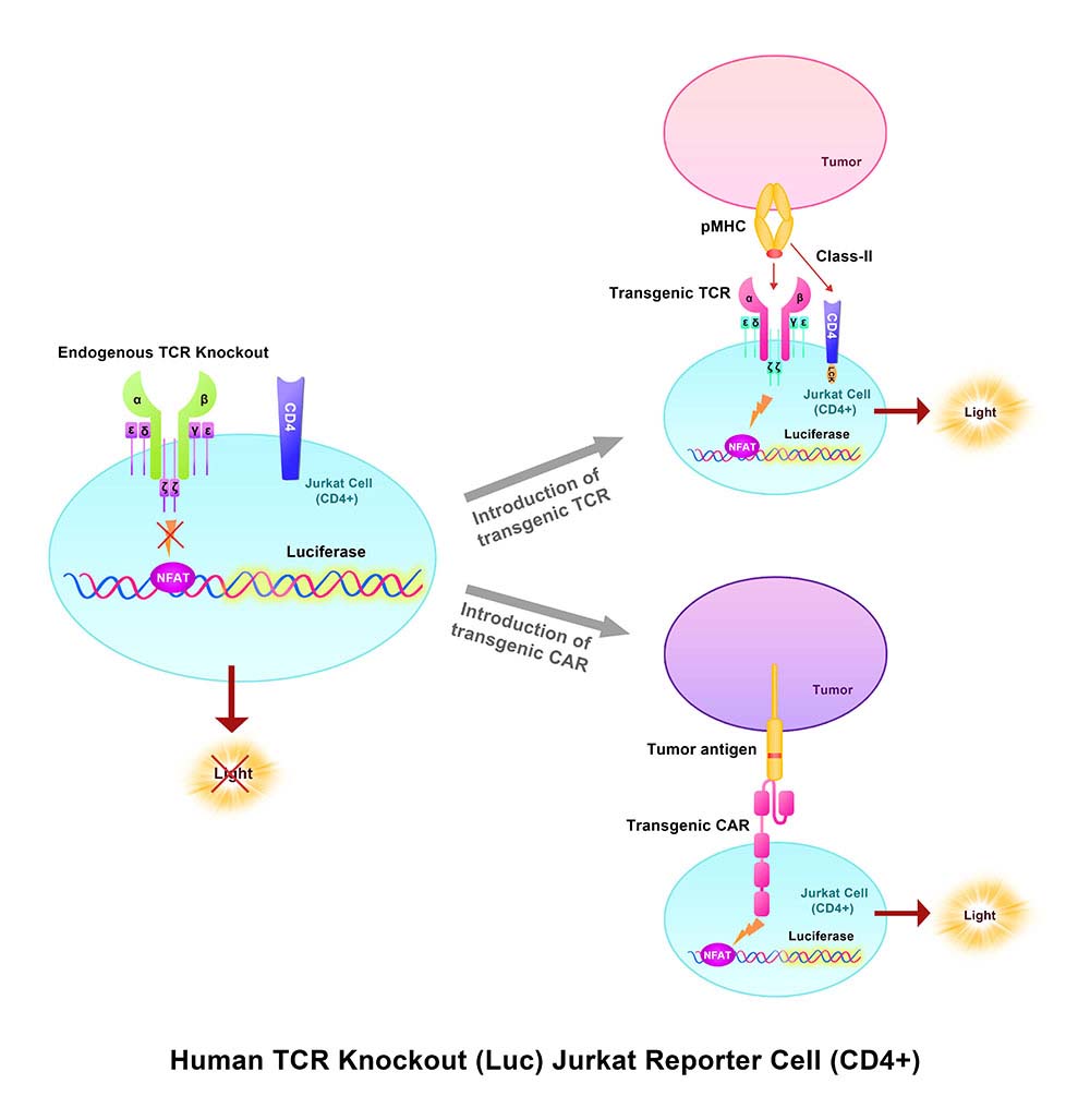 TCR Assay Principles