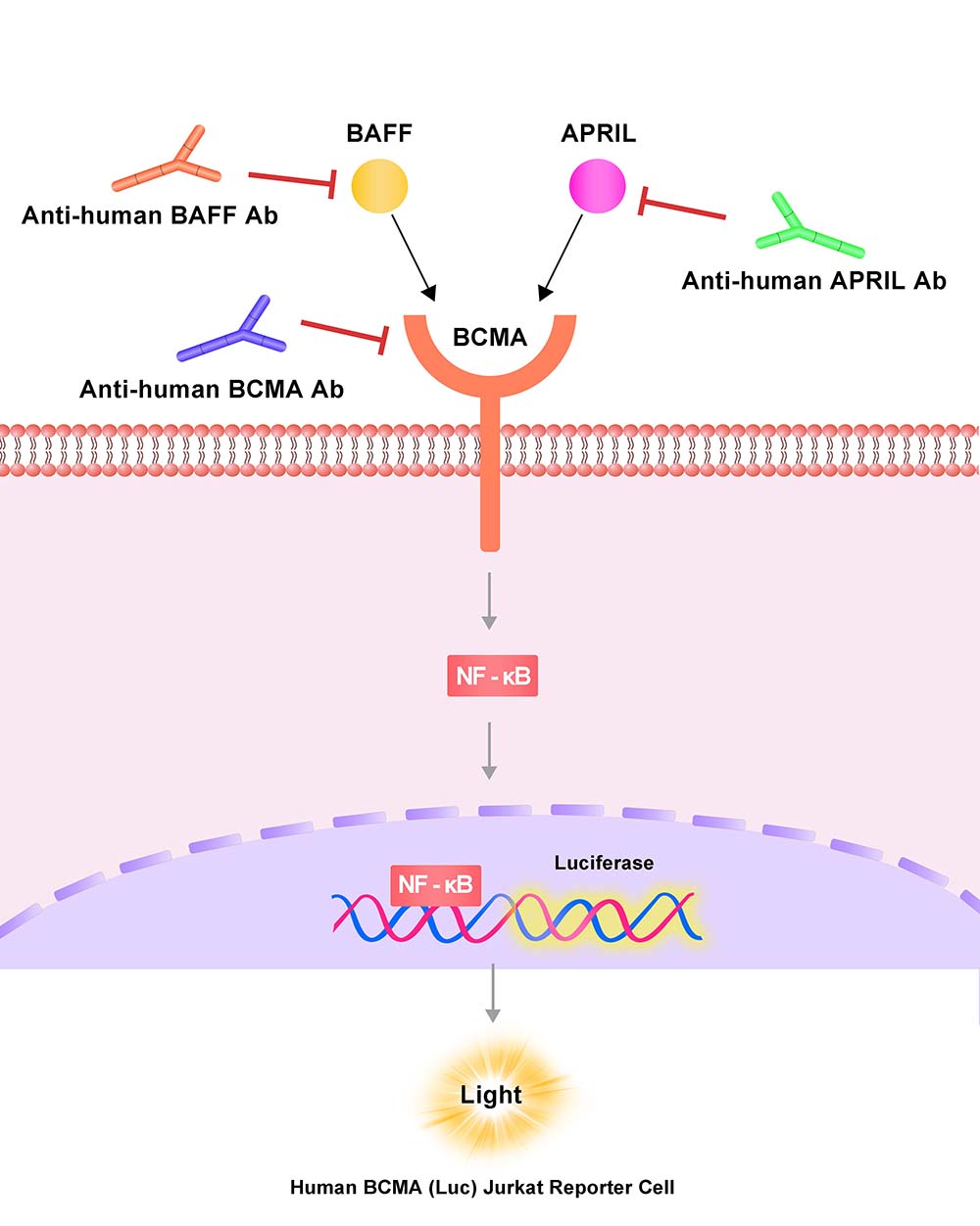 BCMA Assay Principles