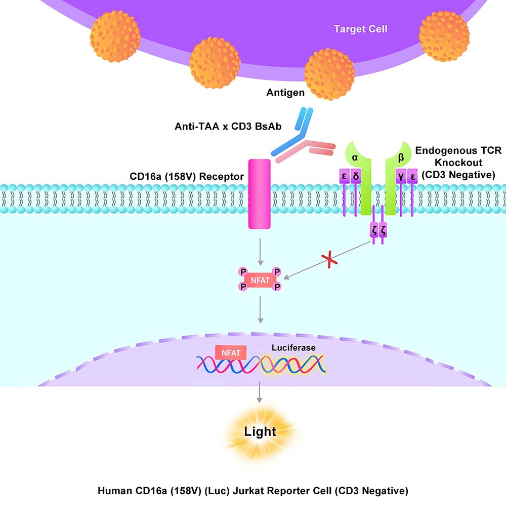 CD16A Assay Principles