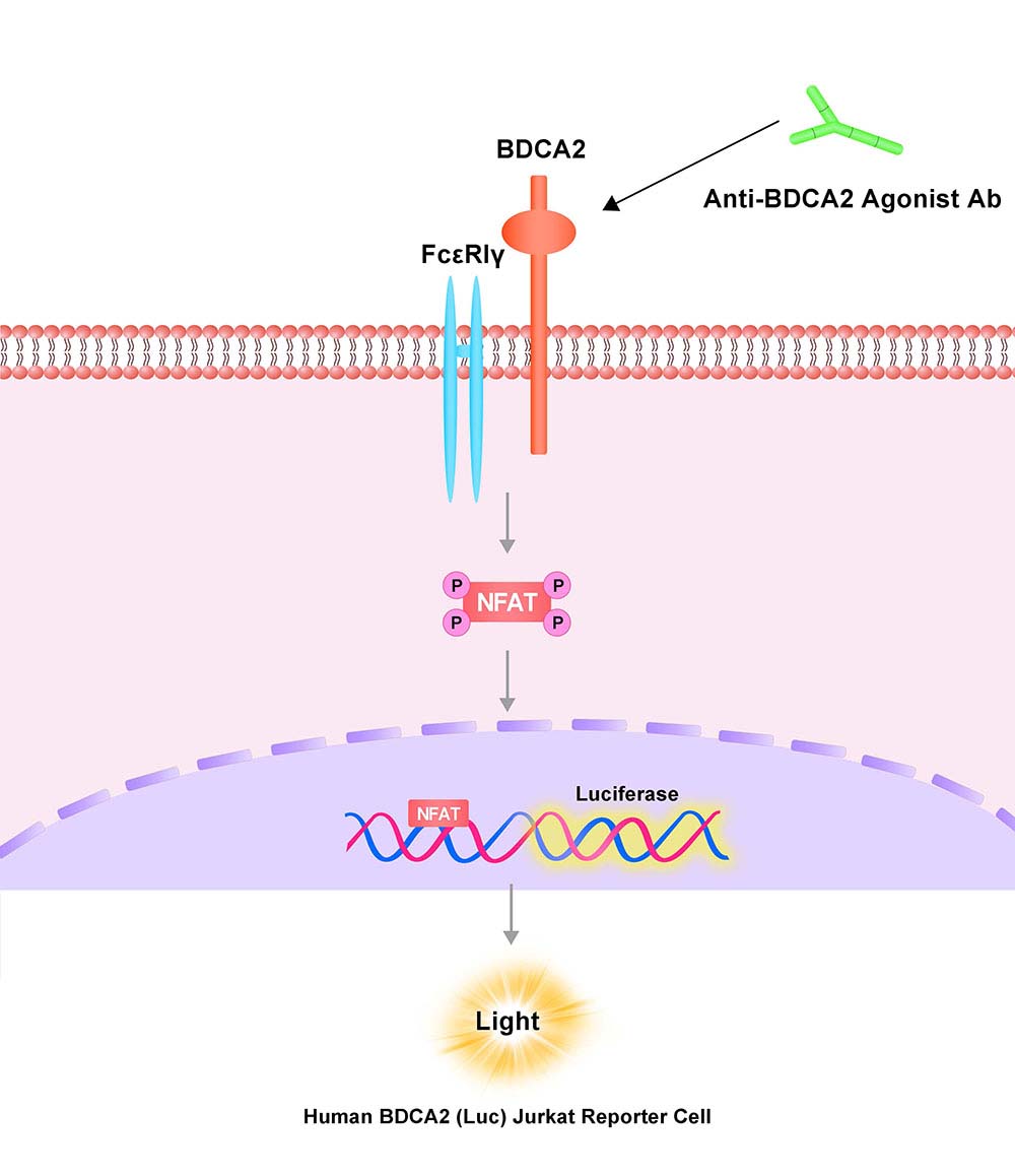 BDCA2 Assay Principles