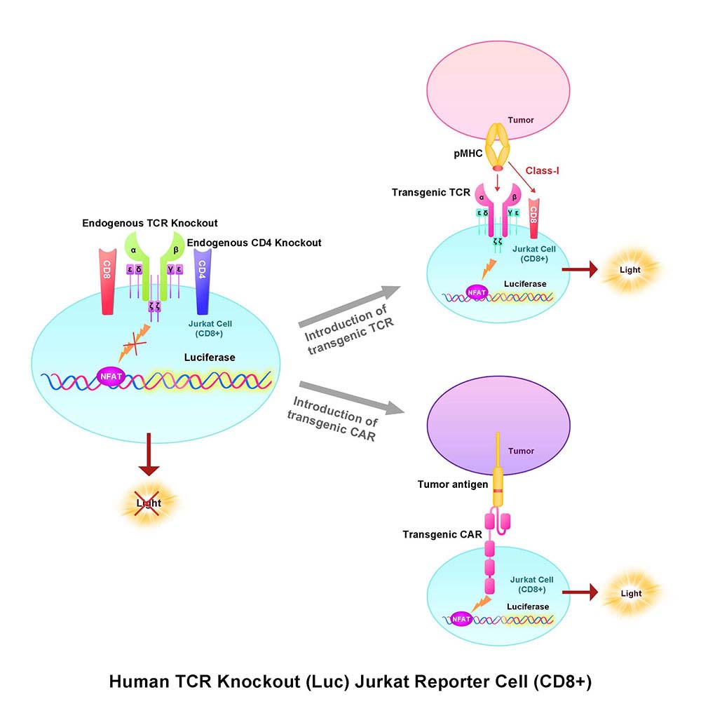 TCR Assay Principles