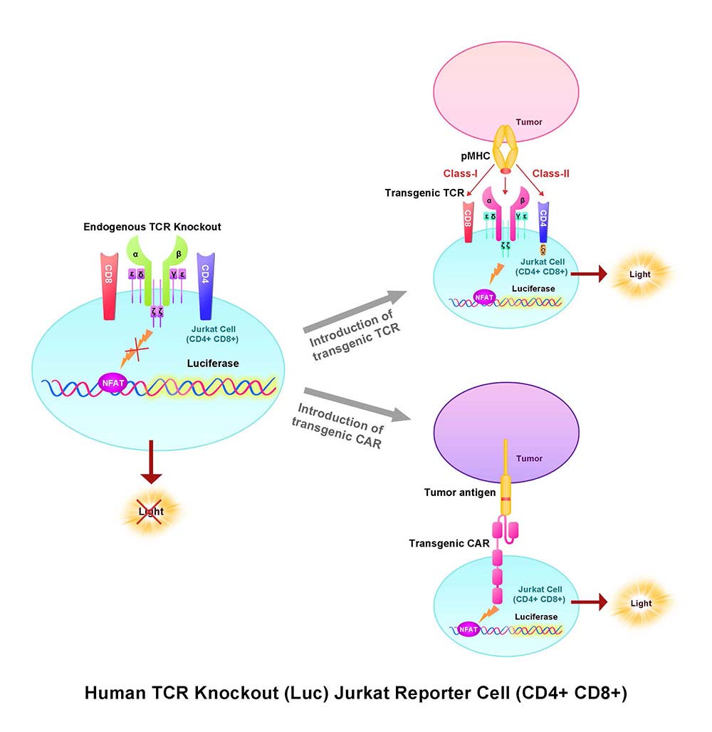 TCR Assay Principles