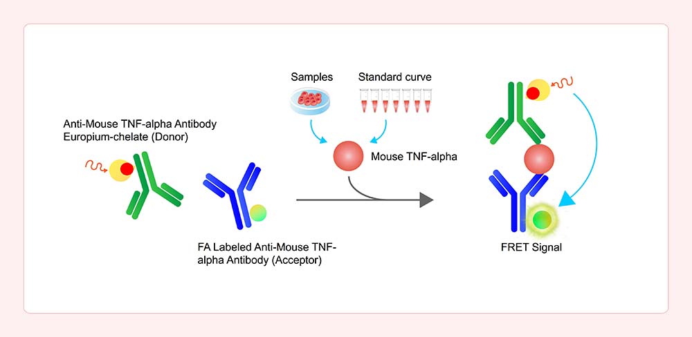 TNF-alpha Workflow