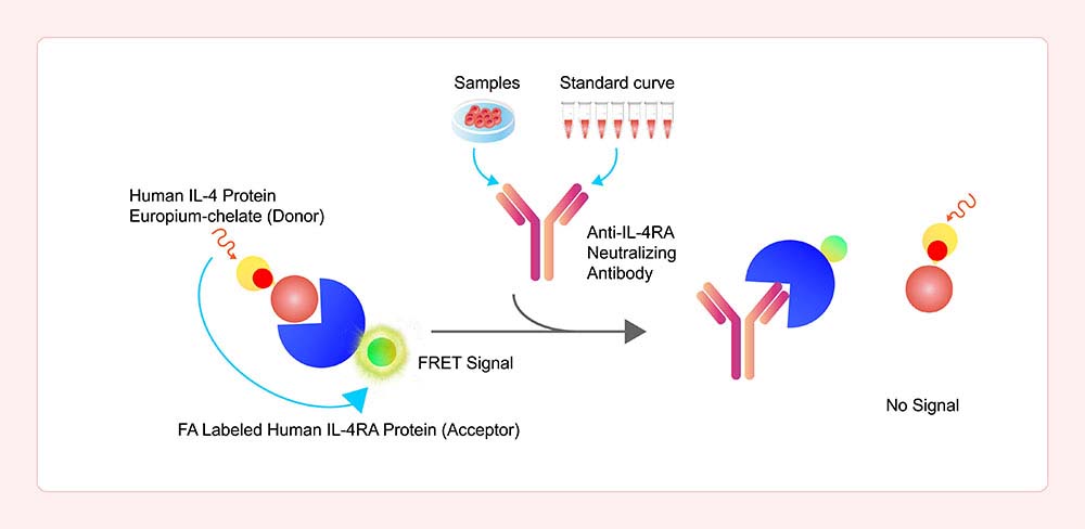 Assay Principles