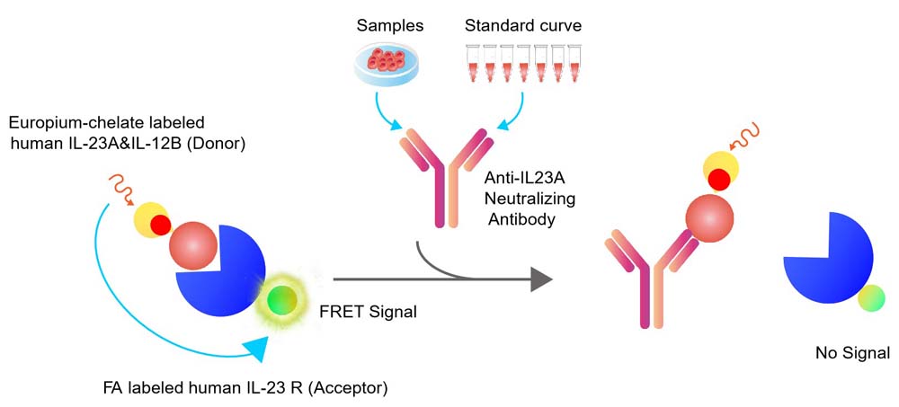 Assay Principles