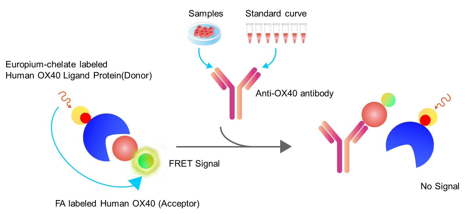 Assay Principles