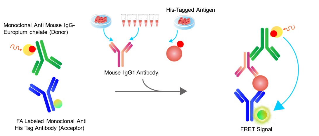 Assay Principles