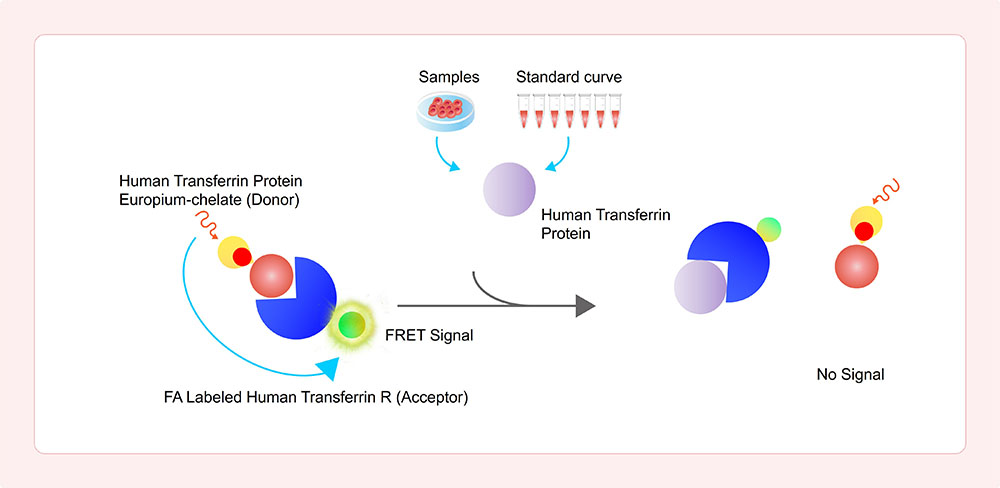 Assay Principles