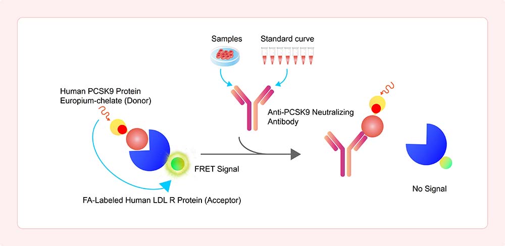 Assay Principles