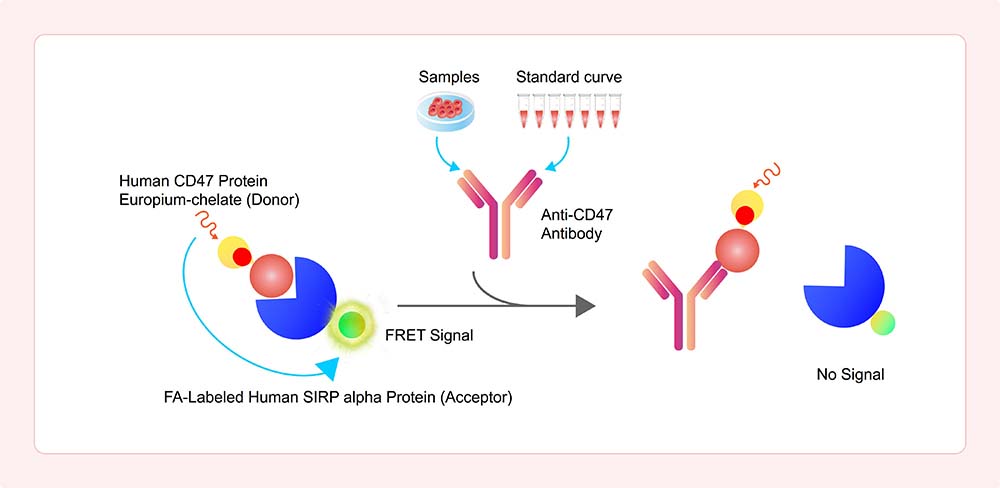 Assay Principles