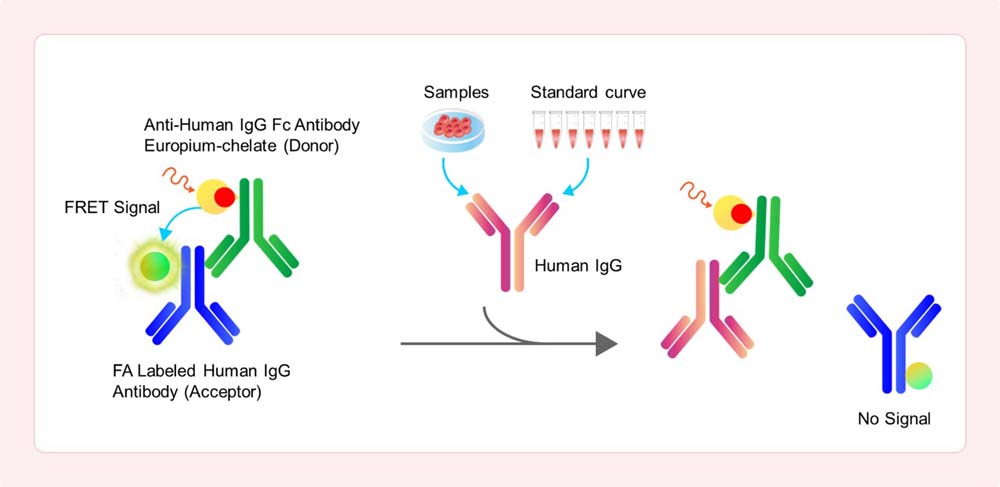 Assay Principles