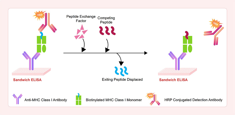 Assay Principles