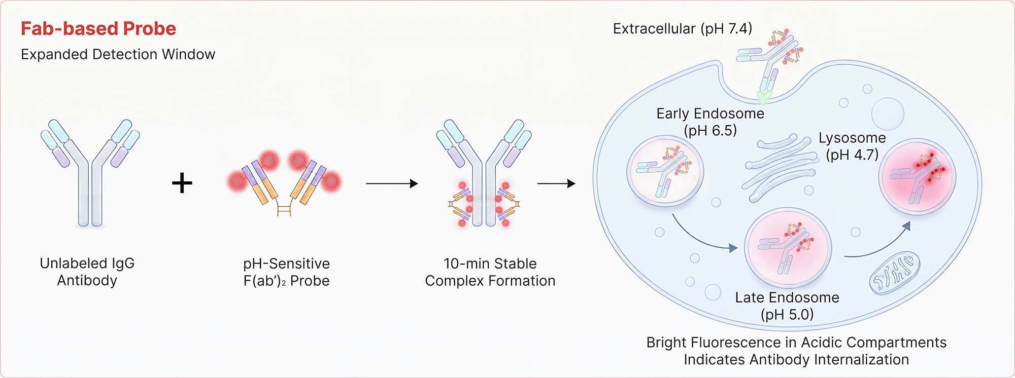 Human IgG Assay Principles