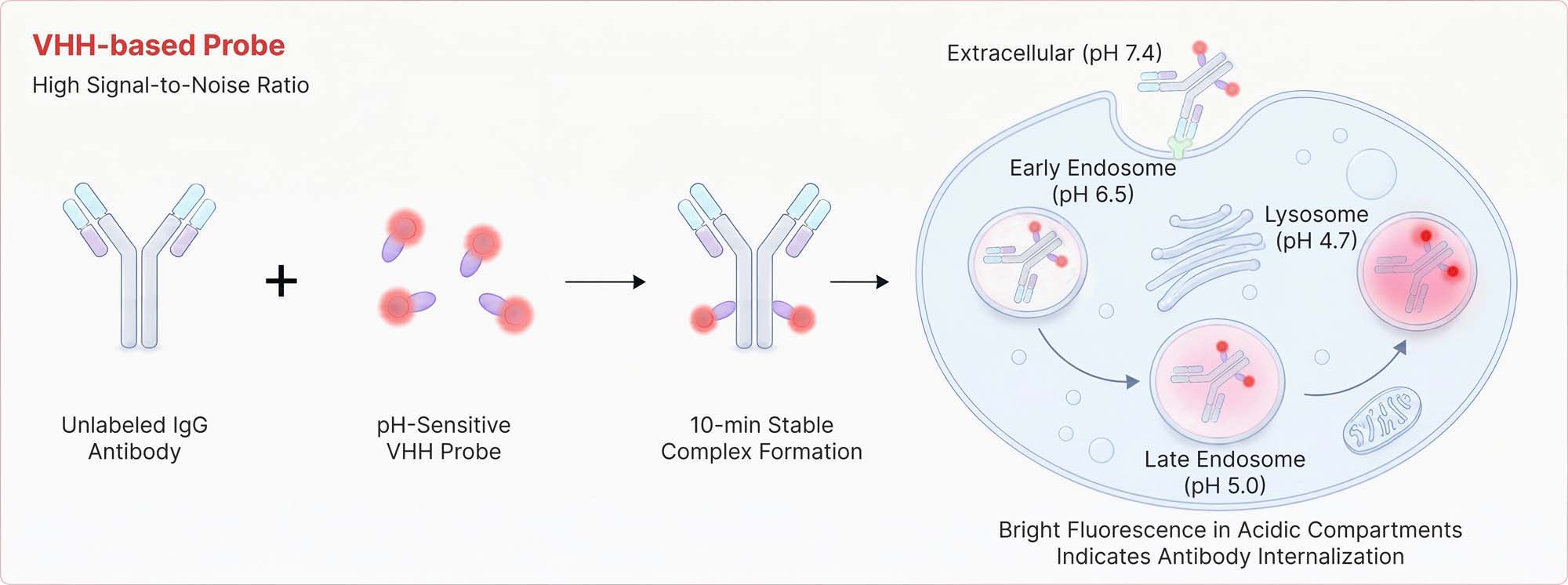 Human IgG Assay Principles