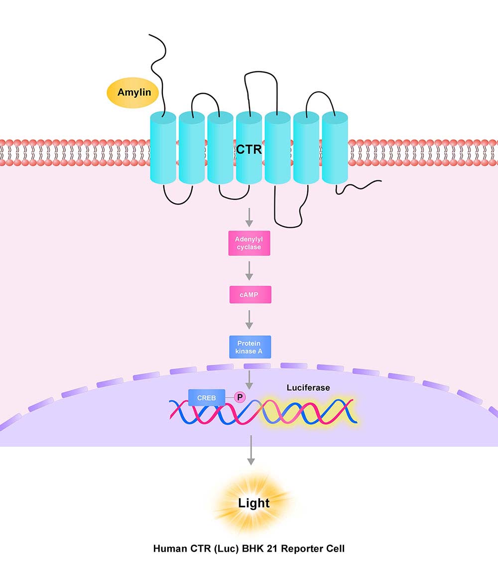 CTR Assay Principles
