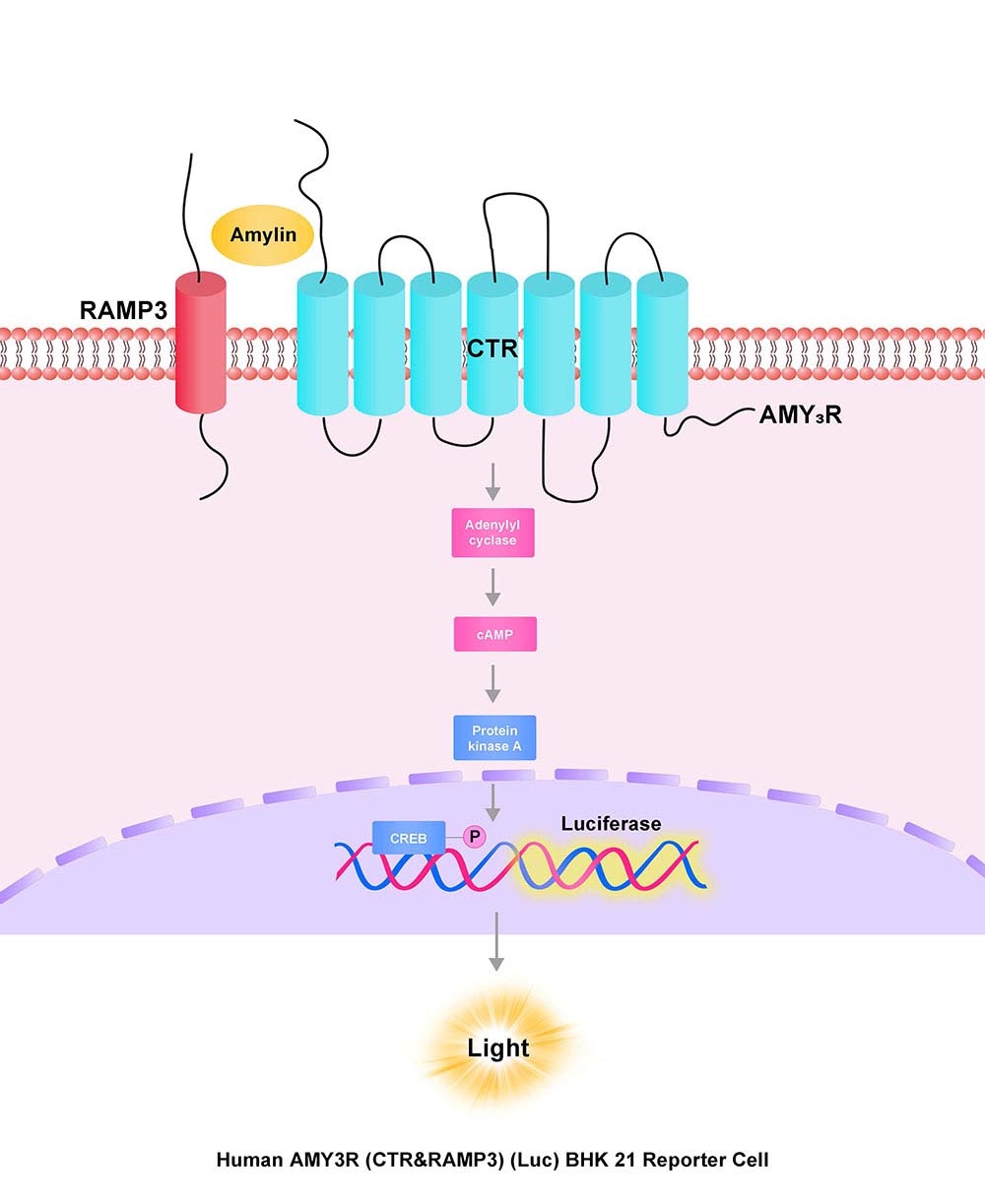 AMY3R (CTR&RAMP3) Assay Principles