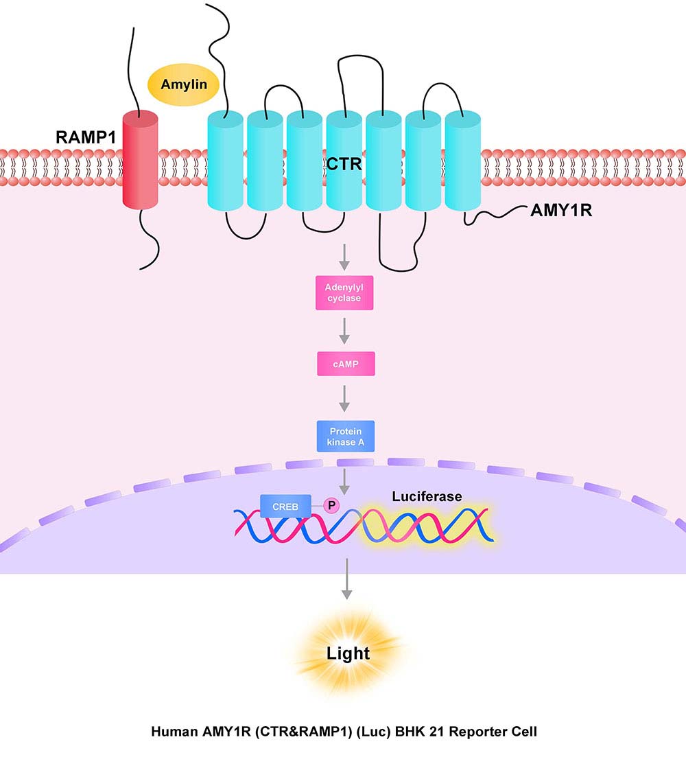 AMY1R (CTR&RAMP1) Assay Principles