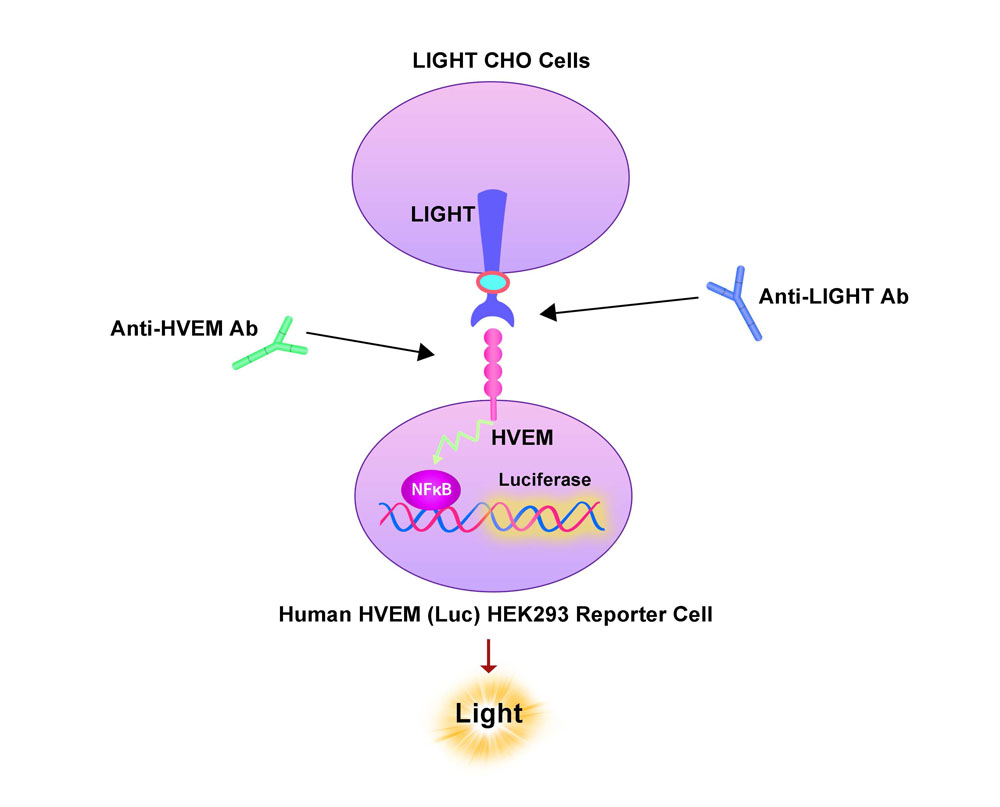 LIGHT Assay Principles