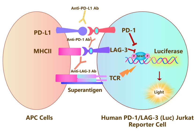 PD-1 & LAG-3 Assay Principles