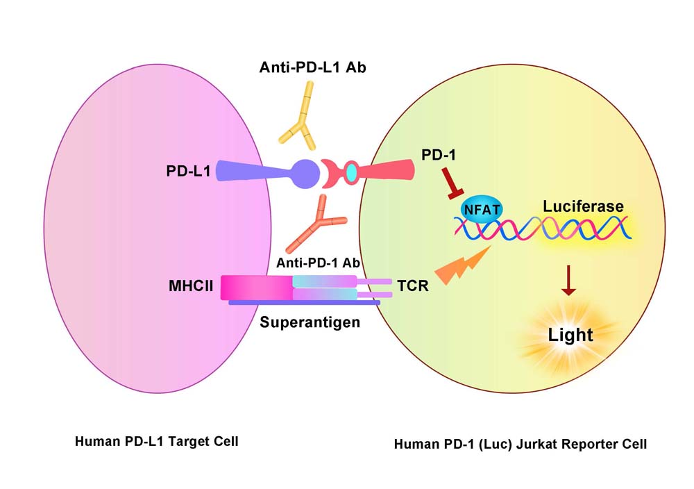 PD-1 Assay Principles