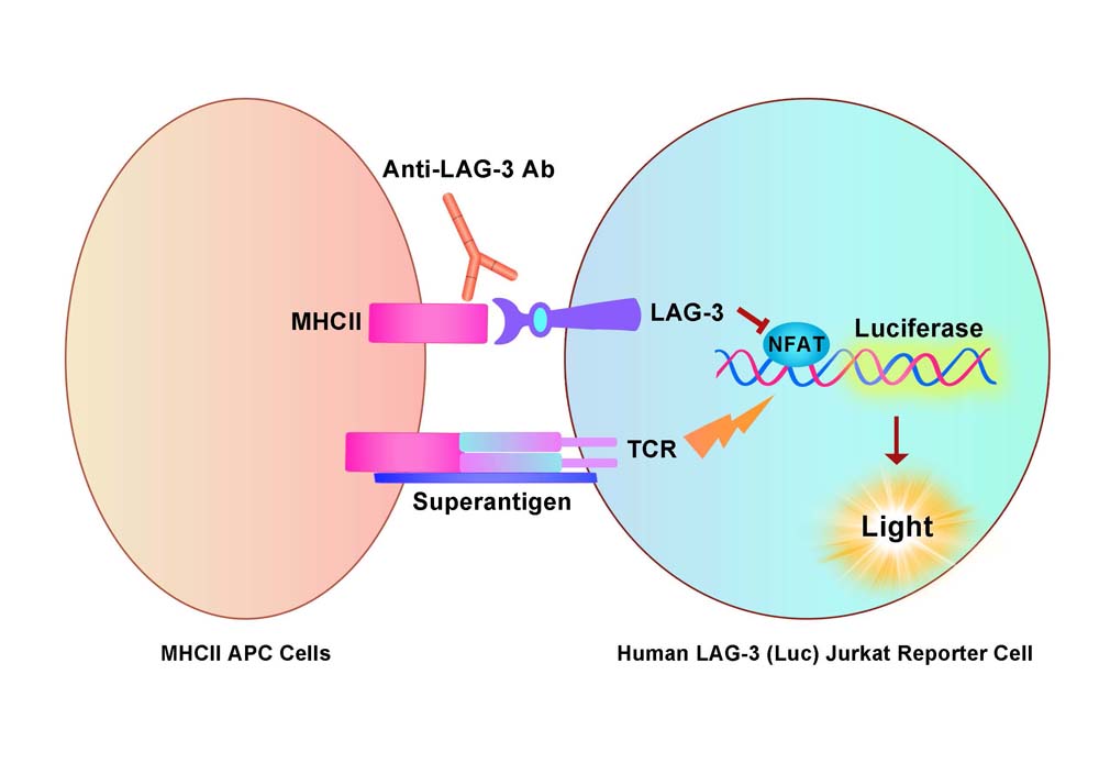 LAG-3 Assay Principles