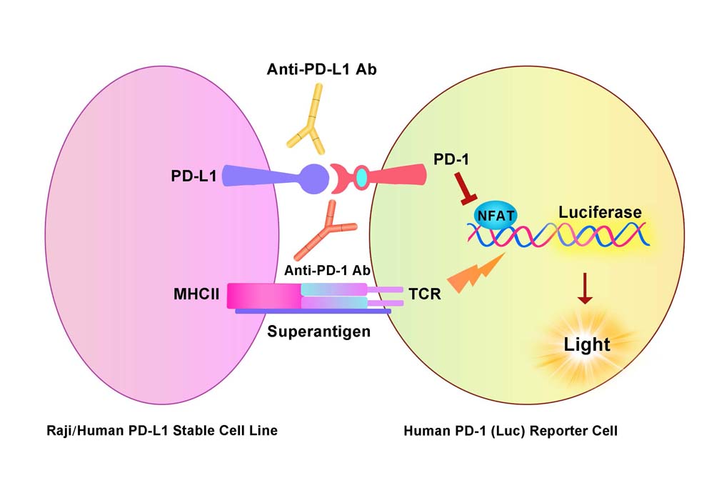 PD-L1 Assay Principles