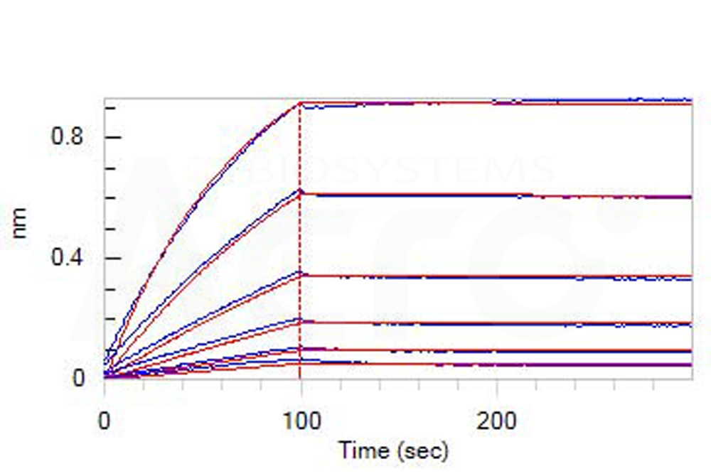 Apolipoprotein E BLI