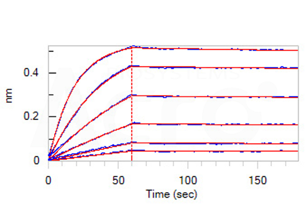  Siglec-3 BLI