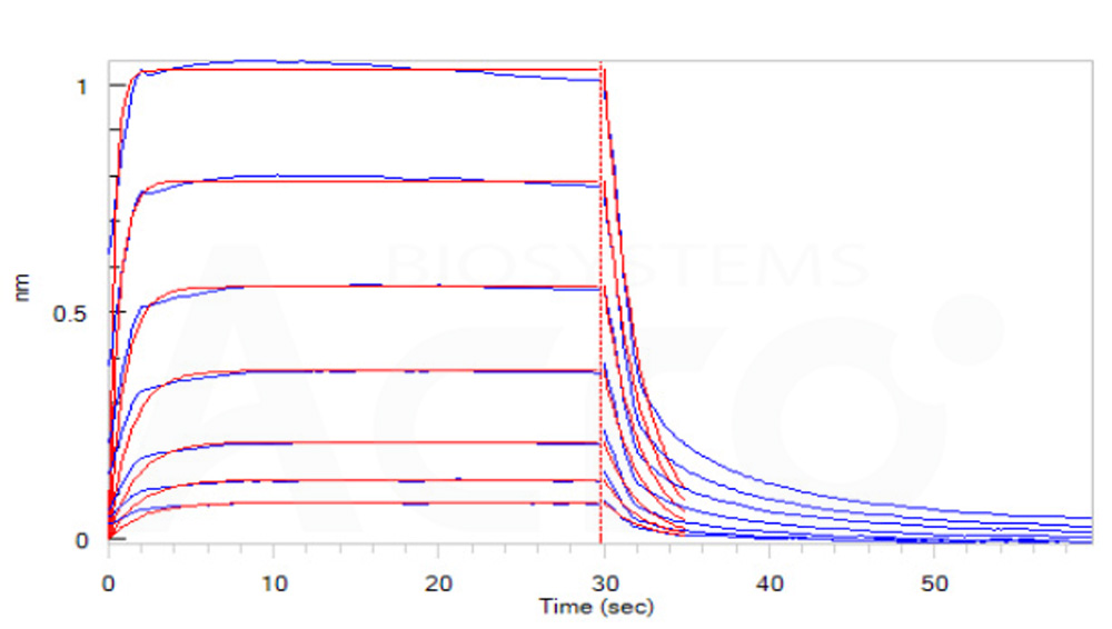 Fc gamma RIIIB / CD16b (NA2) BLI