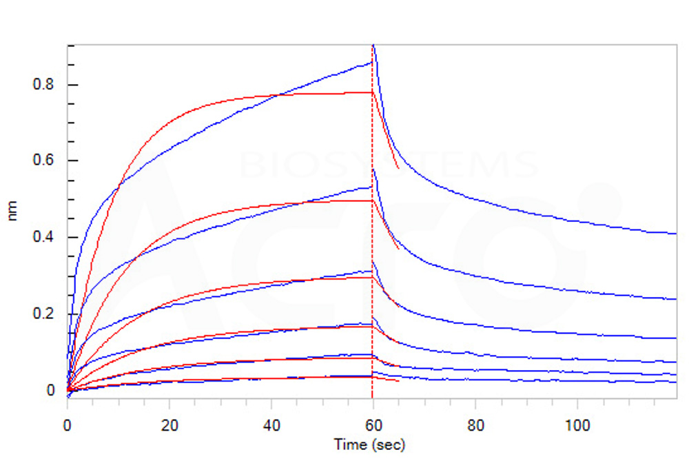 Fc gamma RIIB / CD32b BLI